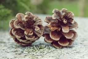 Pine Cones Tap
