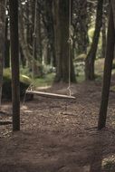 tree swing in the park