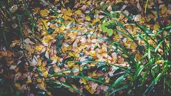 yellow beautiful autumn leaves in the forest