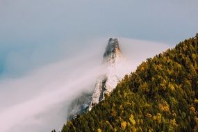 Fog Hillside Forest