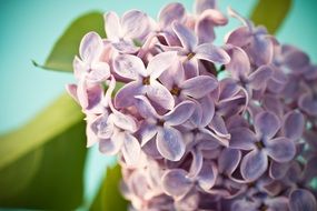 Lilac Syringa Bush Purple macro recording