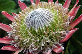 sugar bushes crest flower of South Africa