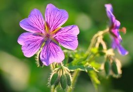 purple Bloody Geranium macro view