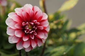 pink-white flower on a bush