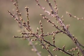 incredibly delicious Spring Bud