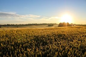 sunrise over a field of wheat