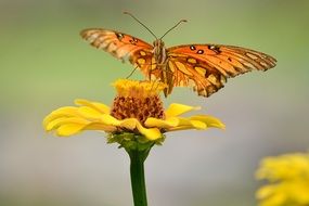 butterfly on a wild yellow butterfly