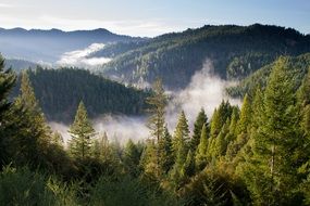 Mist on the trees