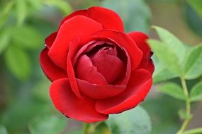 Red rose flower with the spikes