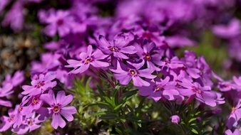 bright purple bloom of spring flowers