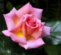 tender romantic pink rose bud