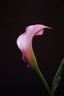 pink calla bud on black background