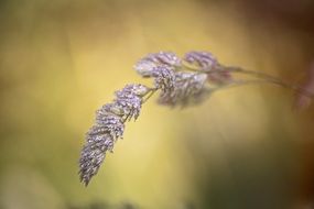 Closeup picture of blade of grass in dew drops