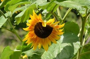 sunflower plant with blossom