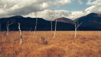 bare birches on a yellow meadow