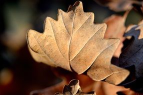 closeup picture of the dry autumn leaf