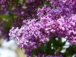 beautiful flowering of lilac