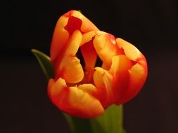 red tulip with green leaves on a dark background