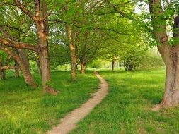 maple trail in the park