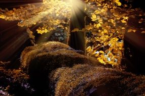 Forest Trees Moss Landscape