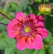 margenta dahlia in the garden