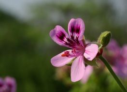 Pelargonium bloom