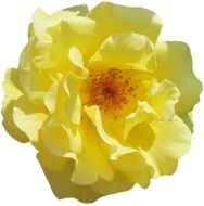 incredibly handsome Rose Blossom