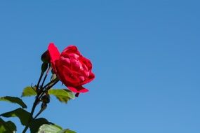 extraordinary beautiful Red Rose