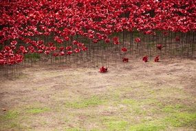 Flower bed in the garden with red flowers