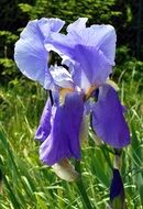 Iris Flower Violet Garden