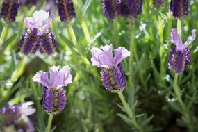 French lavender in bloom