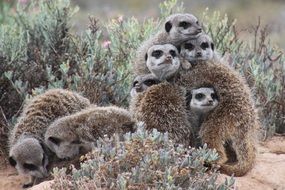 meerkats in South Africa