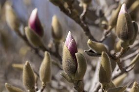 striking Magnolia Bud