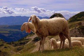 Sheep Sky Mountain