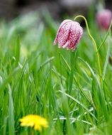 closeup photo of Snake's head fritillary flower in grass