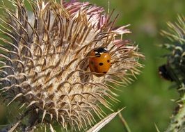orange ladybug on a prickly flower