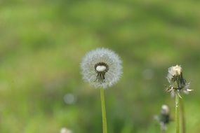 blurred glade of dandelions