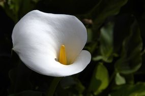 Beautiful yellow and white calla flower