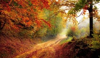road in the autumn forest in the sunlight