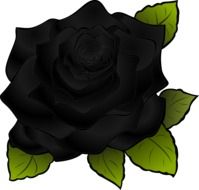 Rosa Flower Black Black Rose