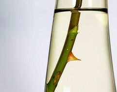 Rose thorns in vase
