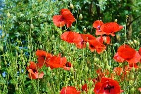 closeup photo of red poppies on sunny green meadow