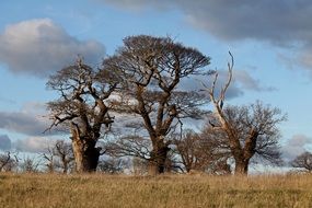 ancient forest with old trees