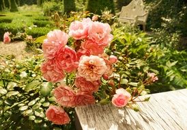 Picture of pink Rose Flowers