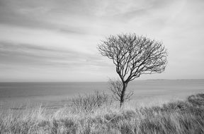 black and white photo of a lonely tree by the ocean