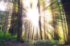 forest in the rays of the bright sun