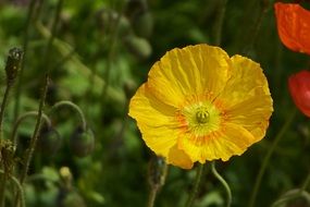 opened Klatschmohn Flowers Poppy Yellow