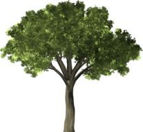 green elm tree on a white background