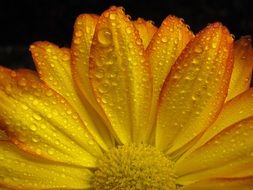 drops of water on a yellow flower close-up