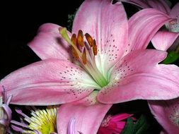 pink lily in a bouquet